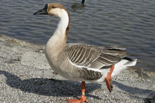 ����ָʲô���� �Ҷ�������Ǻ�����