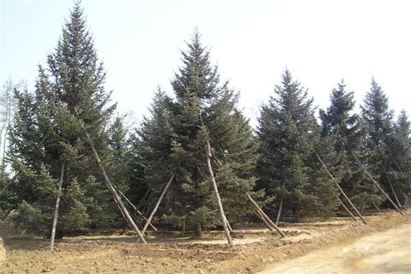 ����ά����ɼ������ ����ά����ɼ�ܳ����