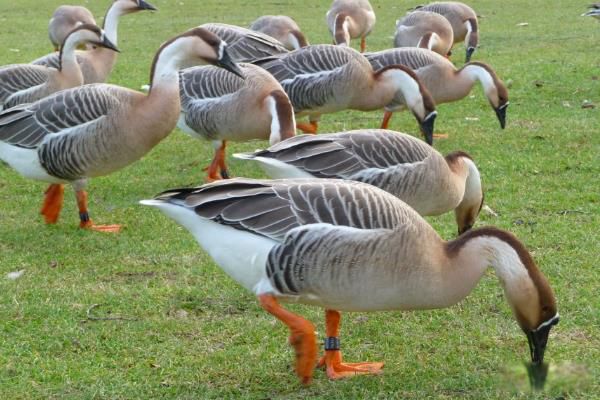 ����ָʲô���� �Ҷ�������Ǻ�����