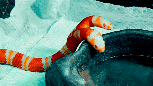 ˫ͷ����ʲô�� ����˫ͷ�ߵ���ʵ��������Ƶ