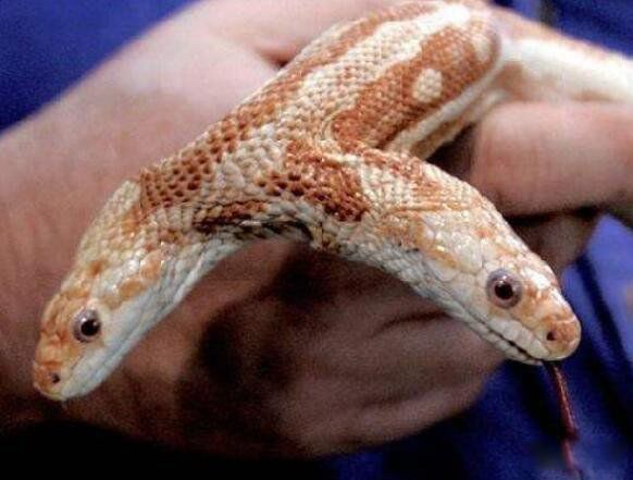 ˫ͷ����ʲô�� ����˫ͷ�ߵ���ʵ��������Ƶ