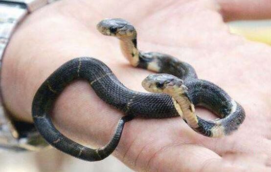 ˫ͷ����ʲô�� ����˫ͷ�ߵ���ʵ��������Ƶ