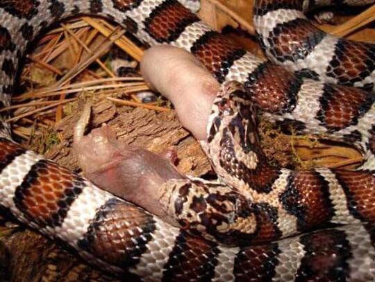 ˫ͷ����ʲô�� ����˫ͷ�ߵ���ʵ��������Ƶ