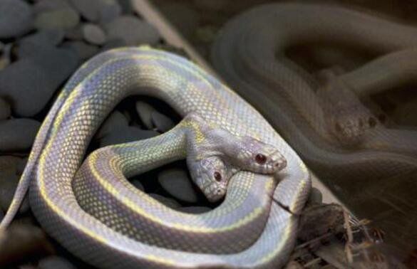 ˫ͷ����ʲô�� ����˫ͷ�ߵ���ʵ��������Ƶ