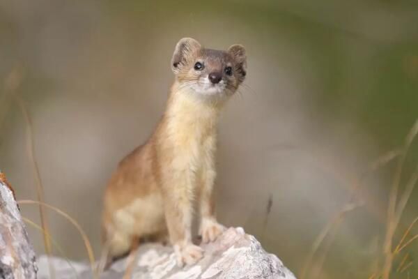 ������ʲô ����Ϊ��������������ϰ������