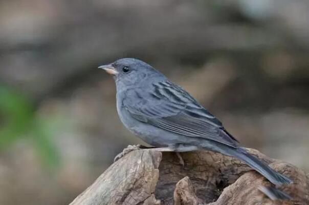 ���c��ʲô�� û�����ַֻ���һ��С������