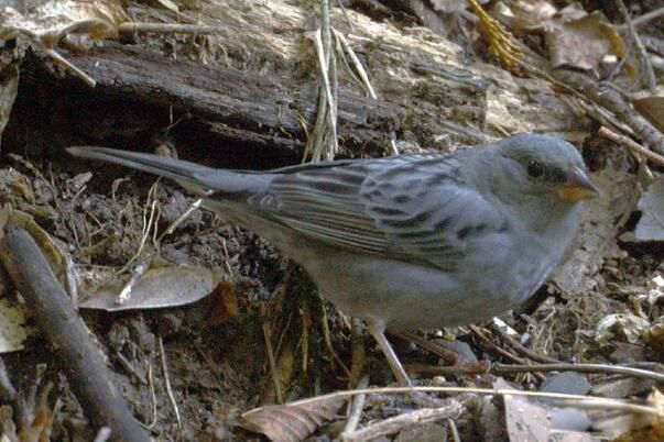 ���c��ʲô�� û�����ַֻ���һ��С������