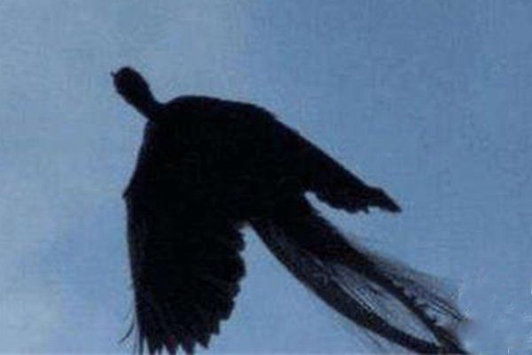 �����ĵ����������ô���� ���Ž粻�ҹ��������������ĵ����������