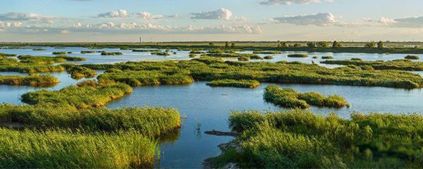 湿地是什么地类 被称为地球之肾湿地的作用和功能