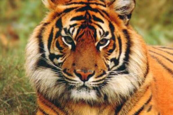 属虎人2023年运势及运程 属虎工作运势怎么样好不好