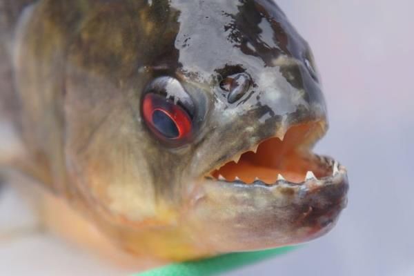 ������ʲô��ͼƬ ����ѷ��ɱ�����а��ϵ�һ��