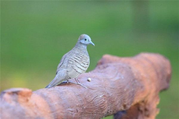 ʮ����������ʲô��˼ ����ʮ��������������