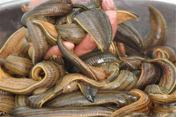 ʮ����������ʲô��˼ ����ʮ��������������