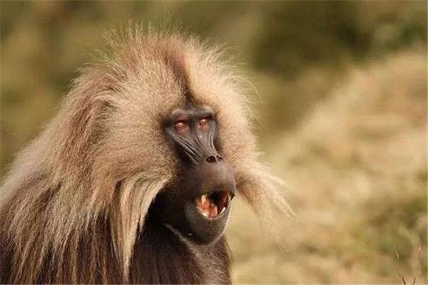 ʮ����������ʲô��˼ ����ʮ��������������