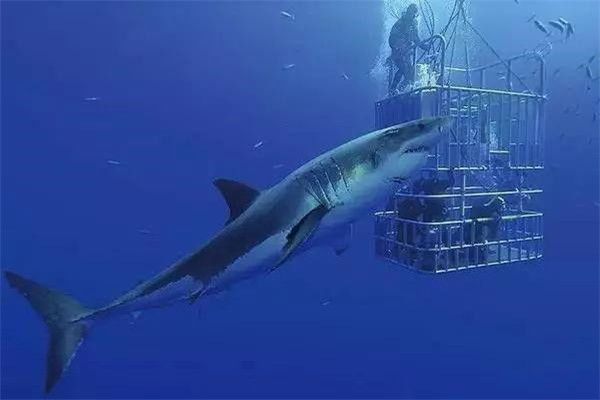 三亚鲨鱼吃人惨剧事件 大鲨鱼近海伤人事件很少