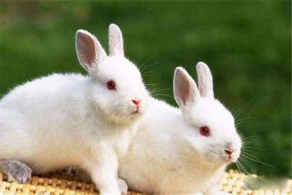 ʮ����������ʲô��˼ ����ʮ��������������