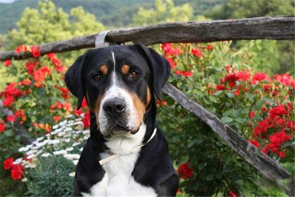 ʮ����������ʲô��˼ ����ʮ��������������