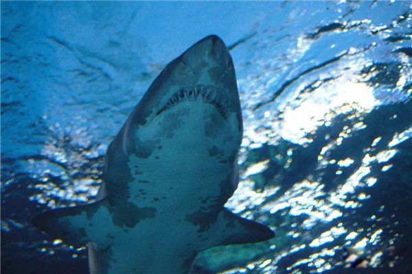 三亚鲨鱼吃人惨剧事件 大鲨鱼近海伤人事件很少