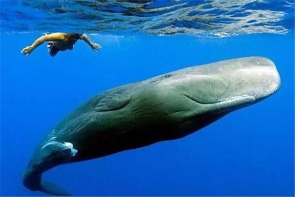 三亚鲨鱼吃人惨剧事件 大鲨鱼近海伤人事件很少