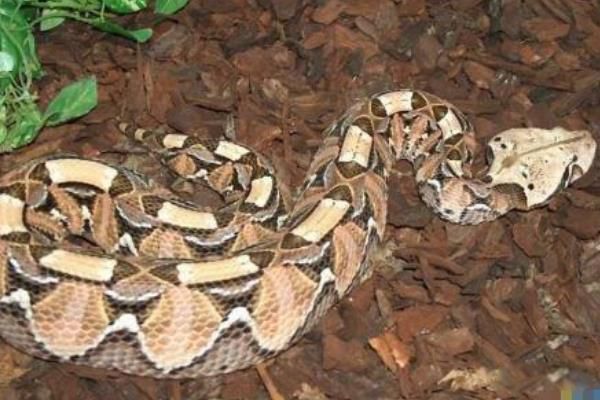 ��������ͼƬ��ȫ��ʲô���� ��������Ӽ�������Ϊʲôֱ��