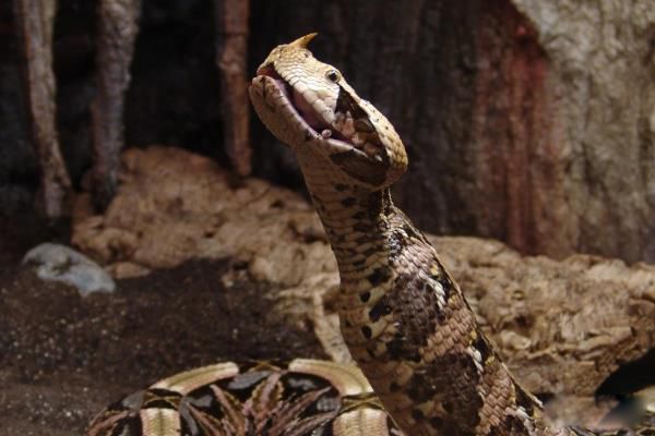 ��������ͼƬ��ȫ��ʲô���� ��������Ӽ�������Ϊʲôֱ��