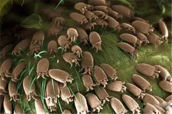 �����������ʲô ������������а�ǰʮ��