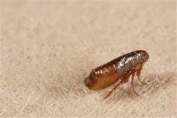 �����������ʲô ������������а�ǰʮ��