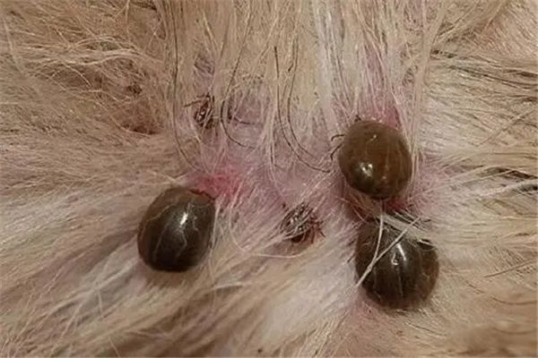 �����������ʲô ������������а�ǰʮ��