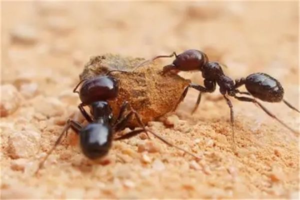 �����������ʲô ������������а�ǰʮ��