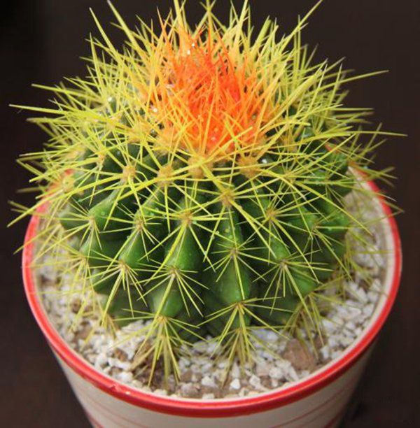 �ƲƵĶ�������Щ ʮ���Ʋ���Ʒ������