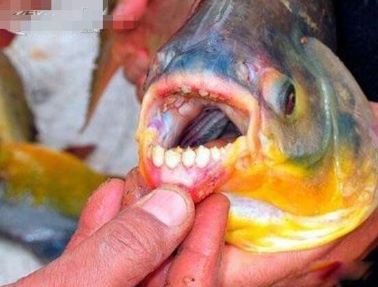 �˳���,ΪʲôҪ�Ե��� �˳��㹥����ϲ��ʲô��λ