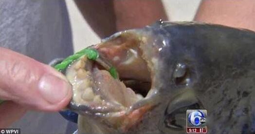 �˳���,ΪʲôҪ�Ե��� �˳��㹥����ϲ��ʲô��λ