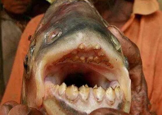 �˳���,ΪʲôҪ�Ե��� �˳��㹥����ϲ��ʲô��λ