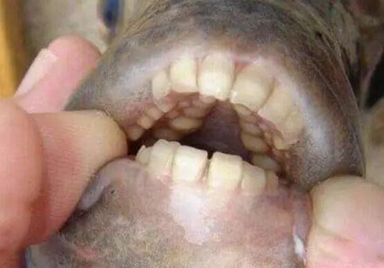 �˳���,ΪʲôҪ�Ե��� �˳��㹥����ϲ��ʲô��λ