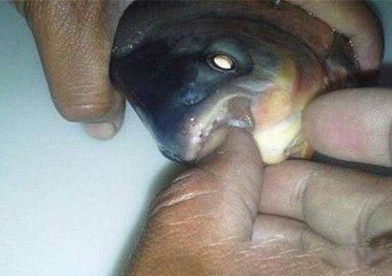 �˳���,ΪʲôҪ�Ե��� �˳��㹥����ϲ��ʲô��λ