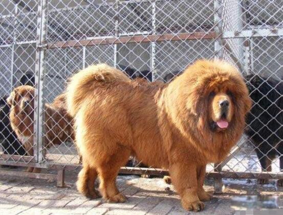 ��������ʲô���� ���ᾪ���޶���Ǯ