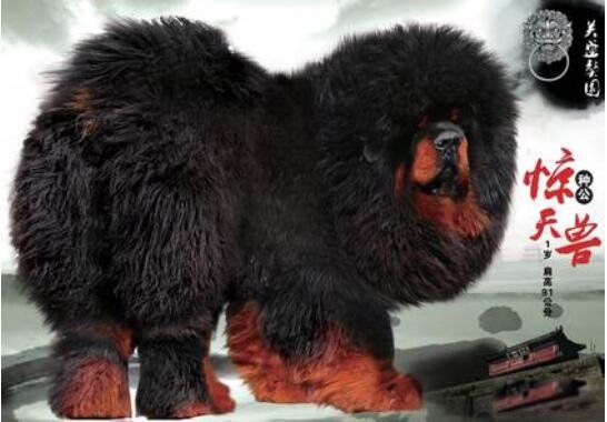 ��������ʲô���� ���ᾪ���޶���Ǯ