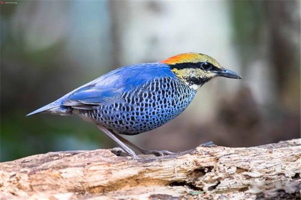 ����ɫ����ˮ����Ӿ�� ����ɫ�������ص�