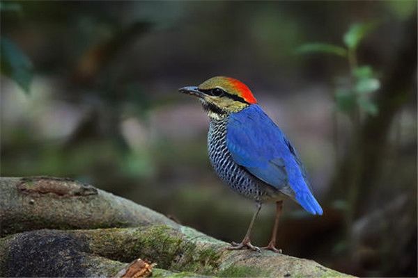 蓝八色鸫会在水里游泳吗 蓝八色鸫的外形特点