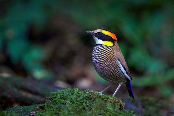 蓝八色鸫会在水里游泳吗 蓝八色鸫的外形特点