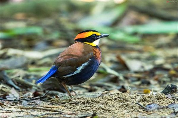 蓝八色鸫会在水里游泳吗 蓝八色鸫的外形特点