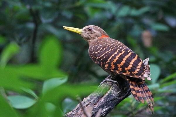 ��������ľ����ʲôƷ�ֵ��� ��������ľ���Ǳ���������