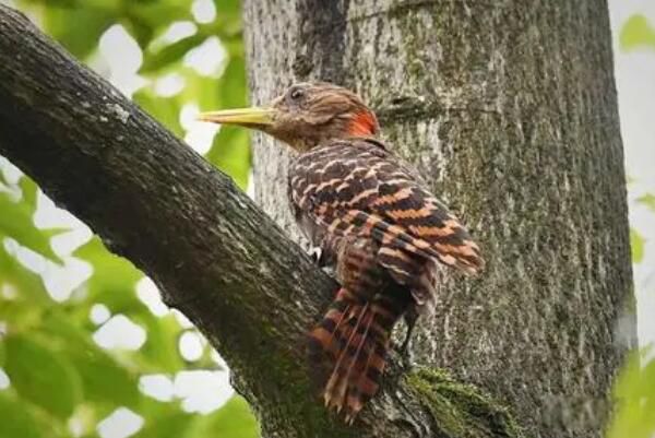 ��������ľ����ʲôƷ�ֵ��� ��������ľ���Ǳ���������