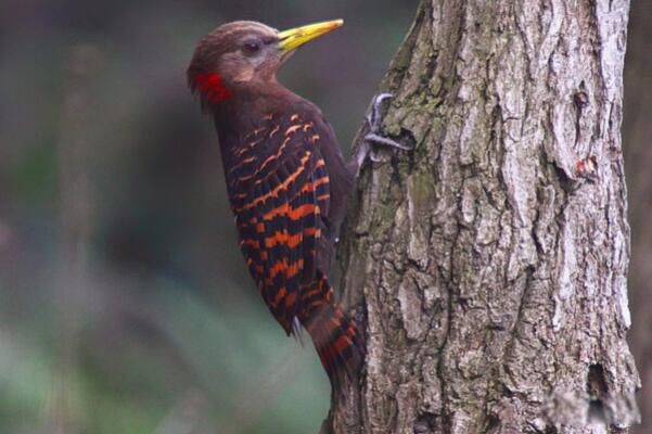 ��������ľ����ʲôƷ�ֵ��� ��������ľ���Ǳ���������