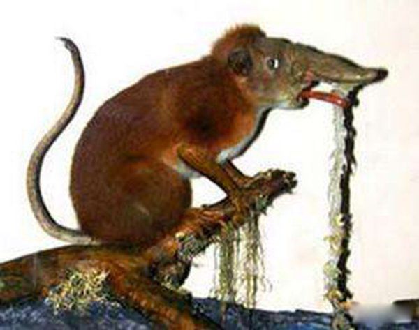 鼻行类动物是真的吗 鼻行动物长什么样图片(想象存在16年)