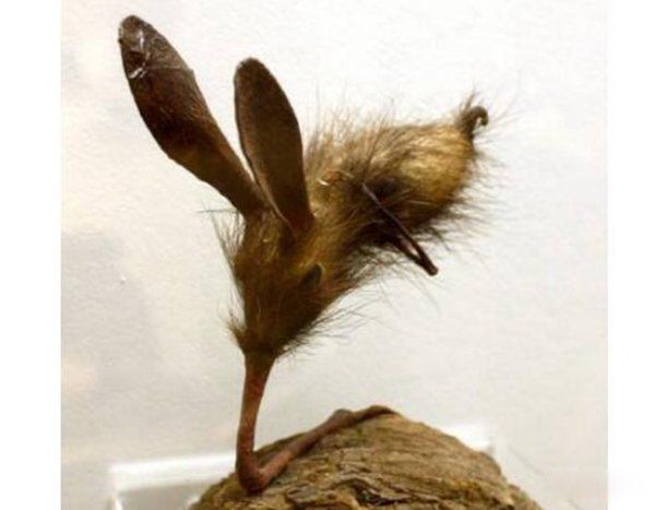 �����ද��������� ���ж��ﳤʲô��ͼƬ(�������16��)