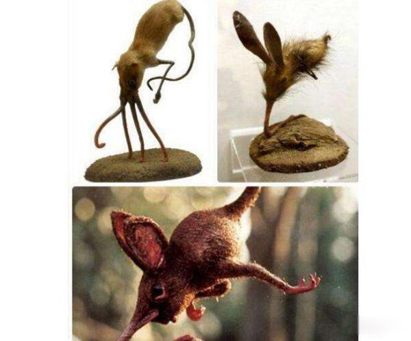 �����ද��������� ���ж��ﳤʲô��ͼƬ(�������16��)