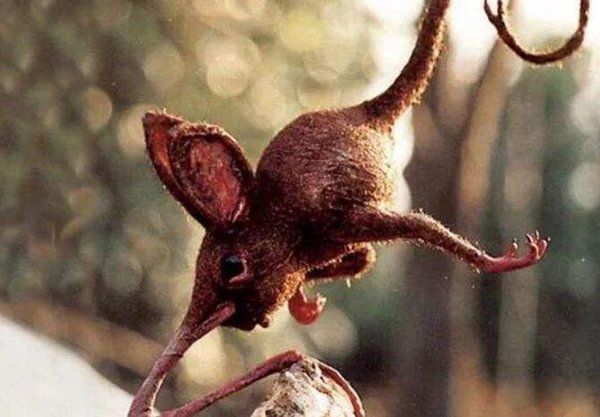 �����ද��������� ���ж��ﳤʲô��ͼƬ(�������16��)