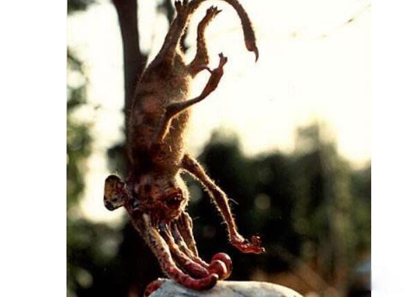 �����ද��������� ���ж��ﳤʲô��ͼƬ(�������16��)