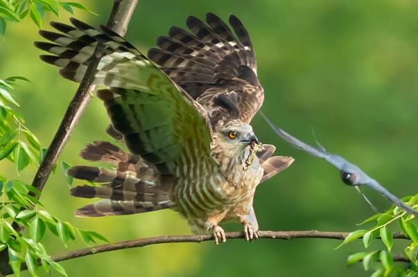 �ֹھ������������ �ֹھ���,������������